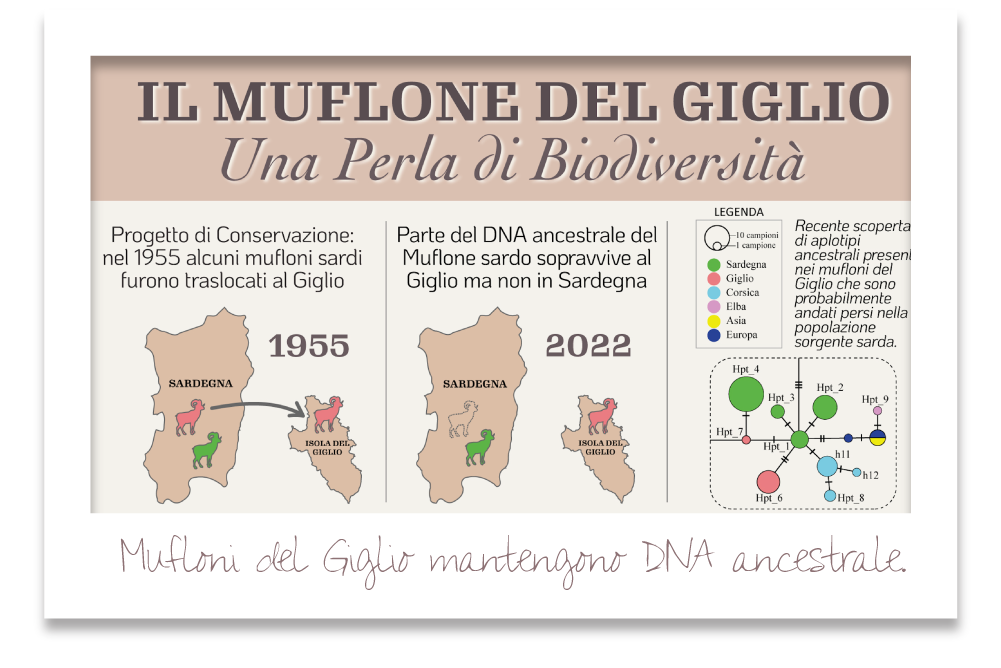 scoperta genetica dei mufloni del giglio